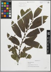 Foto von Salix pseudomedemii E. L. Wolf